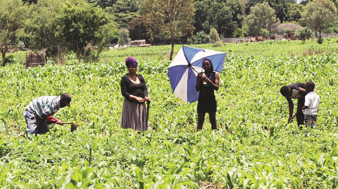 Farmers intensify planting
