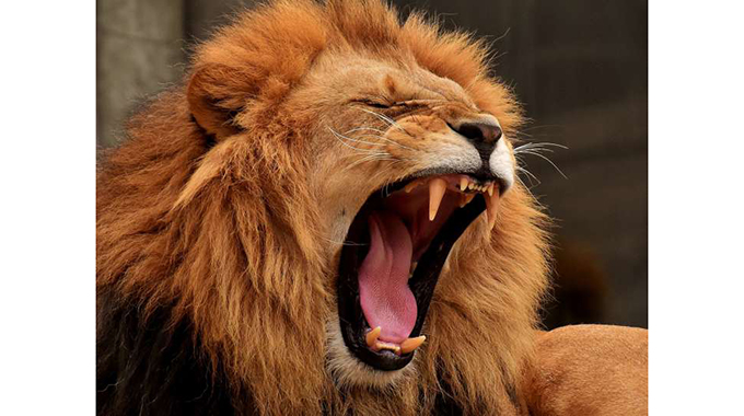 JUST IN: Lions attack livestock in Hurungwe 