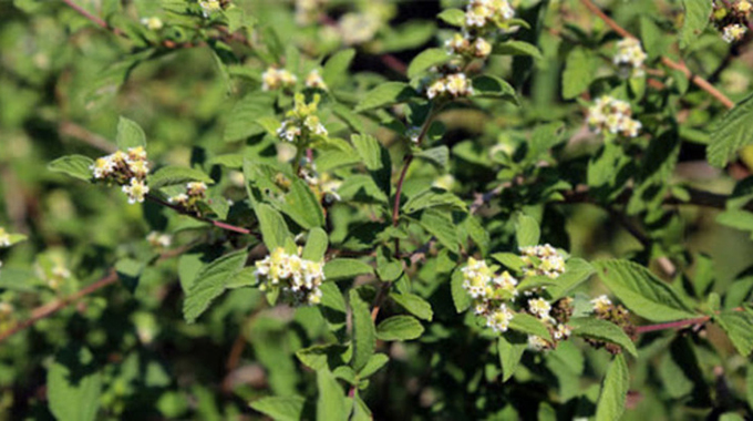 People now opting for traditional remedies