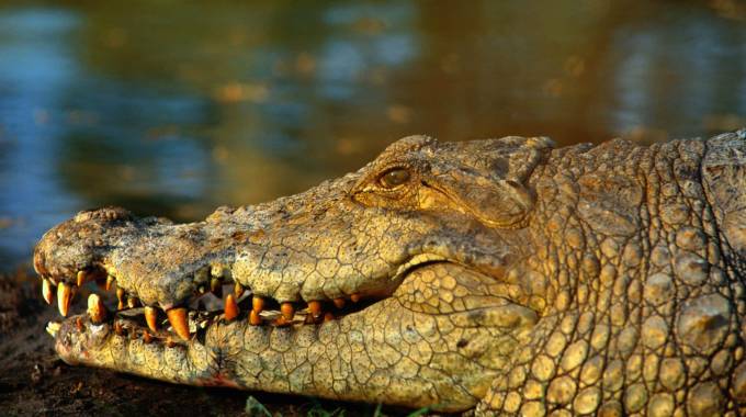 JUST IN: Villagers left in fear after huge croc crawls into home