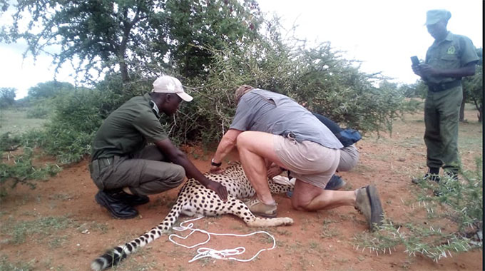 Panic as villagers mistake cheetahs for lions