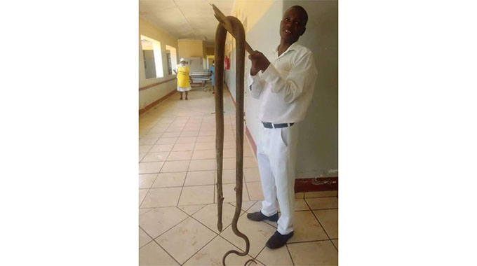 JUST IN: Huge Cobra causes stir in hospital