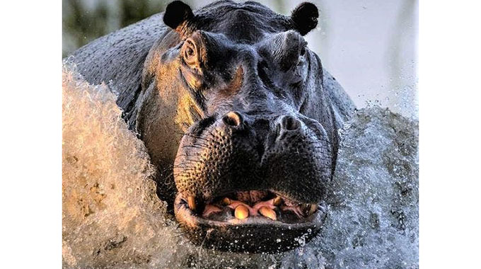 JUST IN: Zaka man trampled to death by Hippo