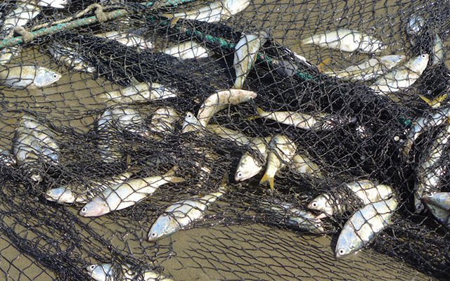 JUST IN: When nature hits back: Persistent rains leave Norton fish poachers stranded