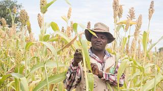 Sunflowers and dried mangoes are the key to surviving climate change in rural Zimbabwe Sunflowers and dried mangoes are the key to surviving climate change in rural Zimbabwe