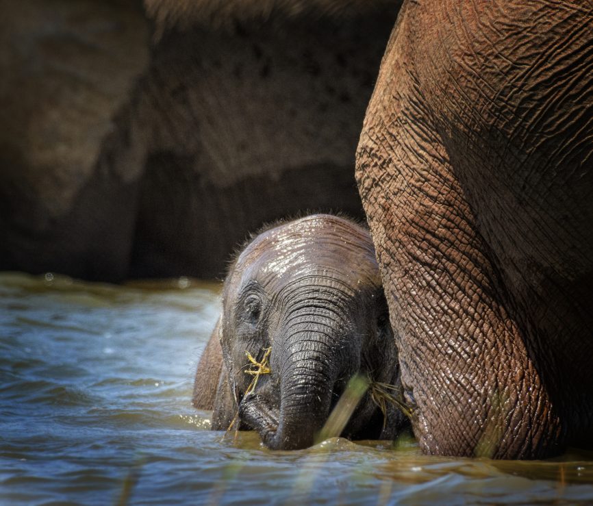 A baby African Elephant hides behind his mother while taking a bath in Lake Kariba at Matusadona National Park in Zimbabwe. 
