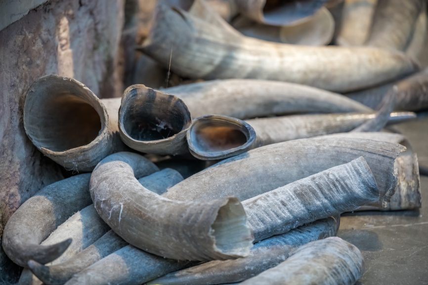 Elephant tusks Zimbabwe 