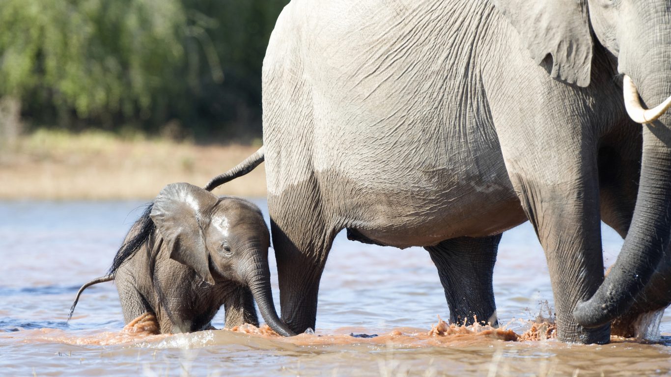Africa, Zimbabwe elephants trophy hunting