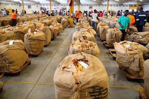 Tobacco sales open in Bindura