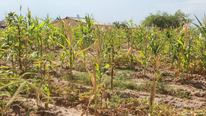 Wilting maize crops in Zimbabwe