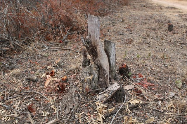 Charcoal production is depleting indigenous forests in Zimbabwe where hardwood trees are preferred to make charcoal. Credit: Busani Bafana/IPS