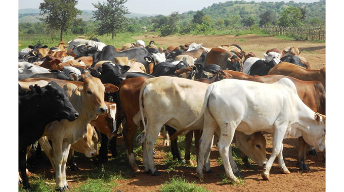 Livestock plan roars into life