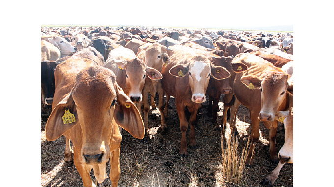 LATEST: Police arrest four cattle rustlers