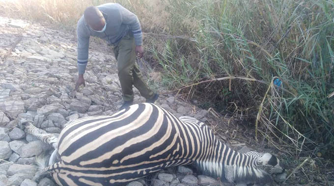 Motorist hits stray zebra along Seke Road