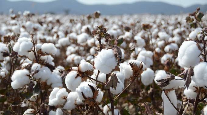 Of Gokwe’s cotton, strange stories and child marriages