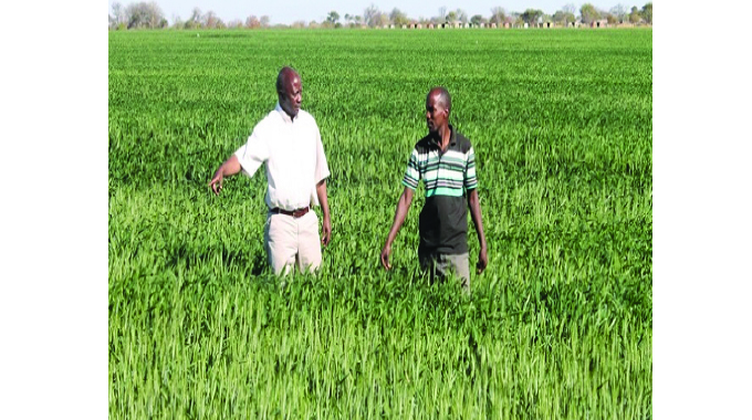 Arda expects bumper harvest from 6 000 tons winter wheat from 1668ha