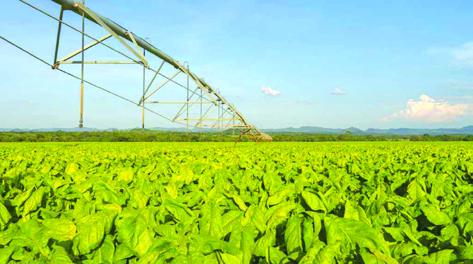 ‘Ample tobacco seed for 5 years’