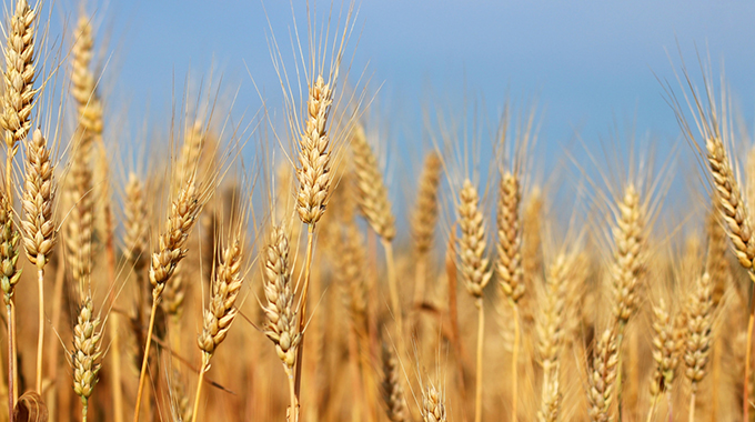 Female wheat farmers shine