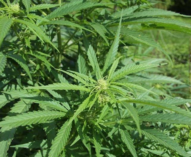 Man jailed 26 months over mbanje