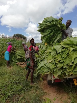 Tobacco farmer John Ruvanga harvests tobacco in a field with his workers