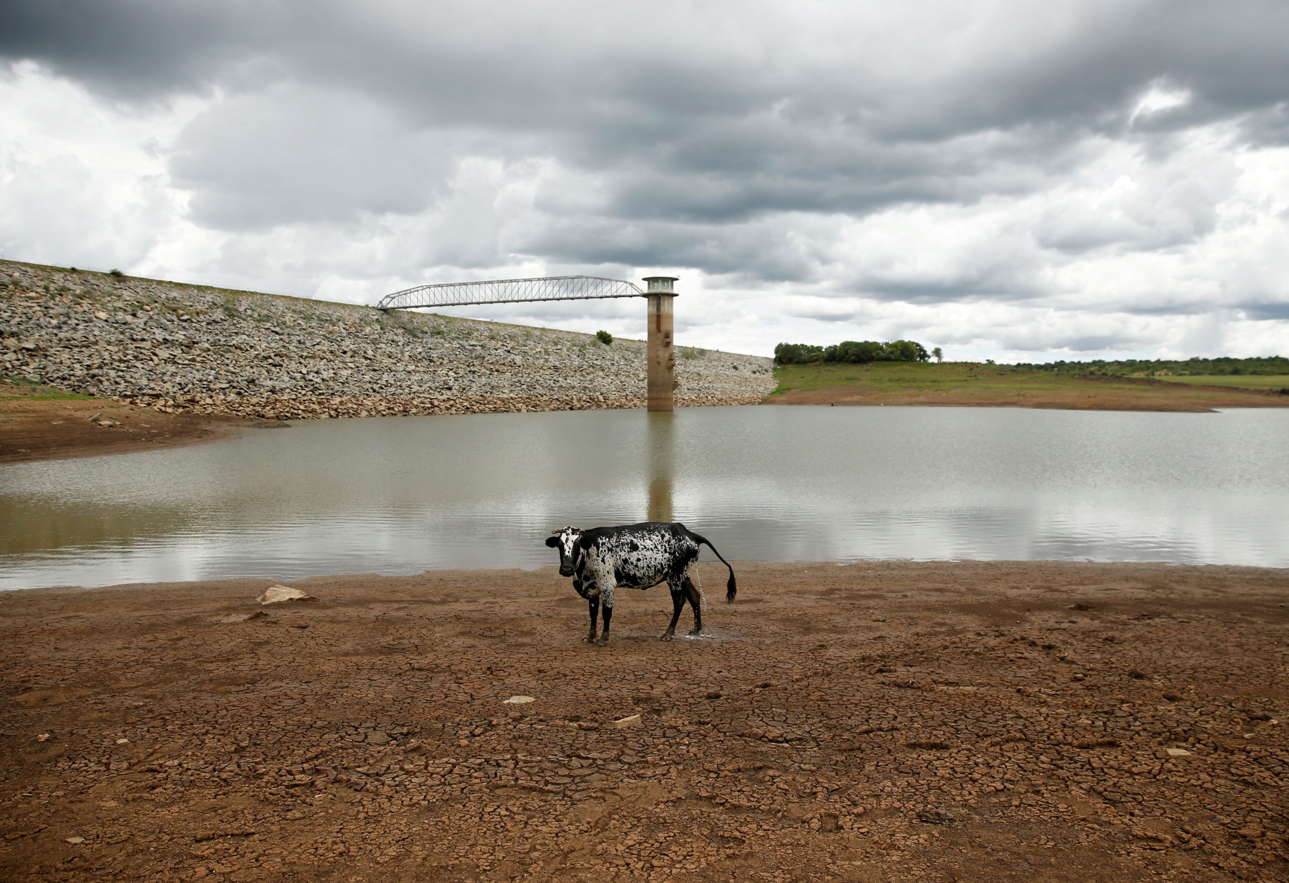 A cow stands on caked mud before a small patch of water at a dam as the region deals with a prolonged drought near Bulawayo, Zimbabwe. REUTERS/Philimon Bulawayo