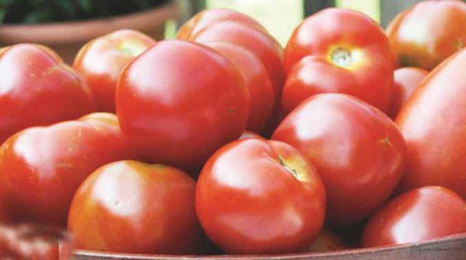 Muzarabani tomato project flourishes