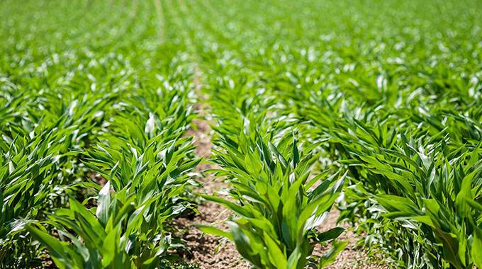 Esidakeni Farm dispute takes new twist