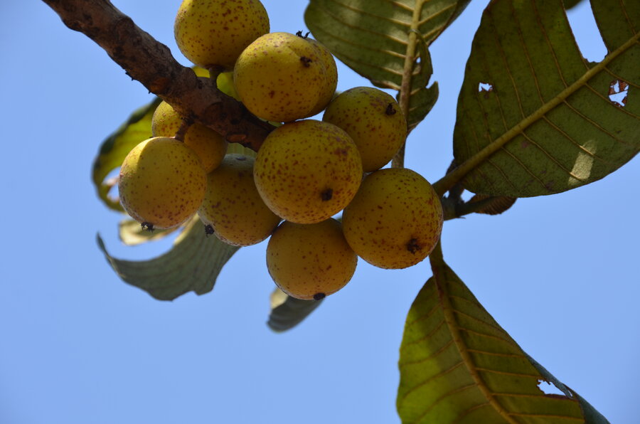 Yellow fruit hanging among green leaves in a tree.