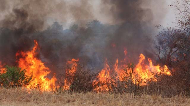 Veld fires kill five