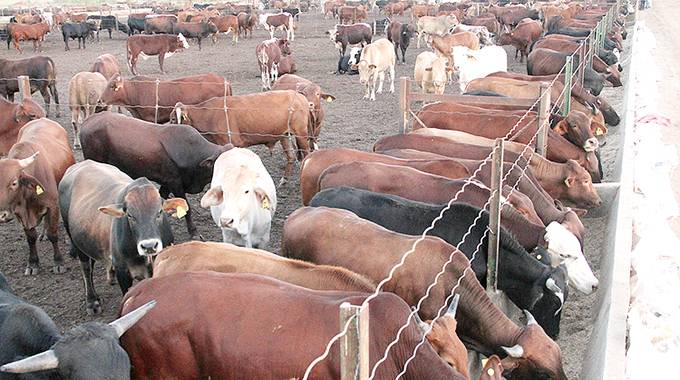 CSC loses 95 cattle