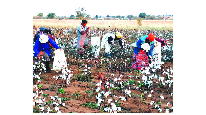 Cotton farmers seek more Govt help