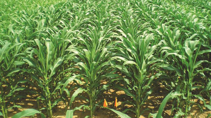 Farmers put 2,5 million hectares under cropping