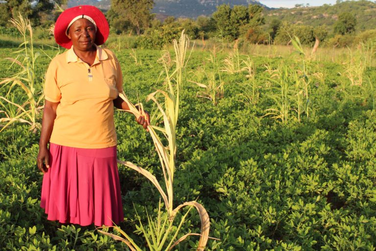 Zimbabwe farmer seed
