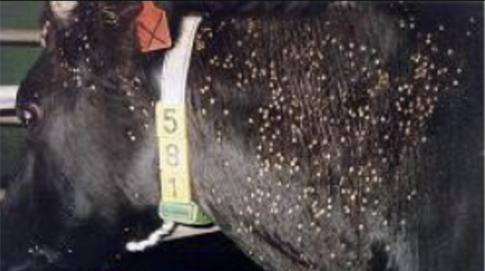 Tick borne diseases under control