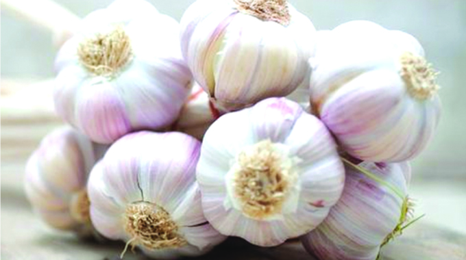 ZimTrade urges Chiredzi farmers to take up garlic production for export