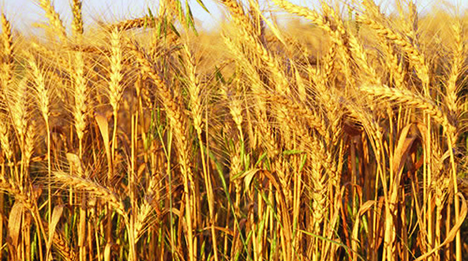 Producer price for wheat set