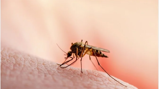 Zim malaria cases decline 70pc