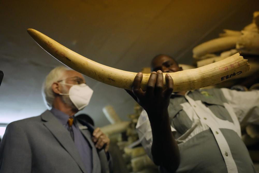 A Zimbabwe National Parks official holds an elephant tusk during a tour of the ivory stockpiles in Harare, Monday, May, 16, 2022. Zimbabwe is seeking international support to be allowed to sell half a billion dollars worth of ivory stockpile, describing the growth of its elephant population as “dangerous” amid dwindling resources for conservation. The Zimbabwe National Parks and Wildlife Management Authority on Monday took ambassadors from European Union countries through a tour of the stockpile to press for sales which are banned by CITES, the international body that monitors endangered species. (AP Photo/Tsvangirayi Mukwazhi)