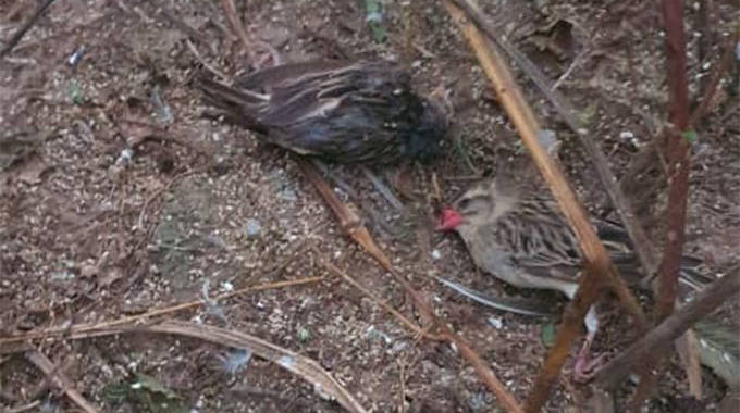 Enough pesticides to deal with quelea birds plague