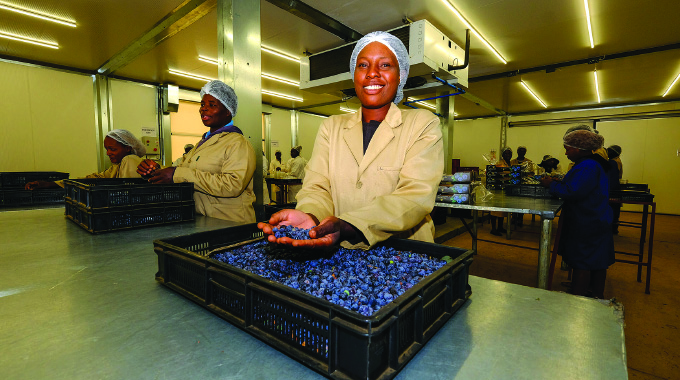 ZimTrade developing horticultural clusters