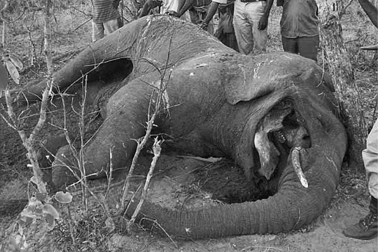 Body of a poached elephant with tusks removed. Image by Sokwanele - Zimbabwe via Flickr (CC BY-NC-SA 2.0).