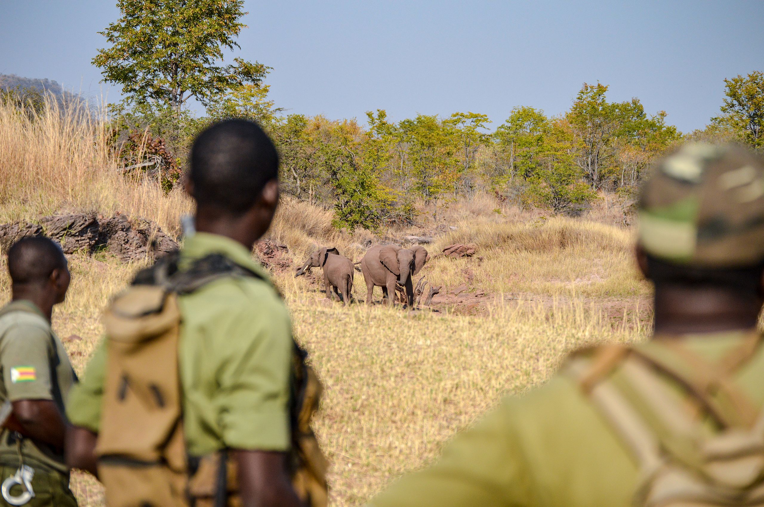 The Bumi Hills Anti-Poaching Unit out on patrol. Image by Bumihillsfoundation via Wikimedia Commons (CC BY-SA 4.0).