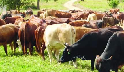 Stock theft cases decrease in Mashonaland East