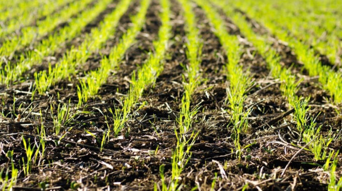 35 000ha put under wheat