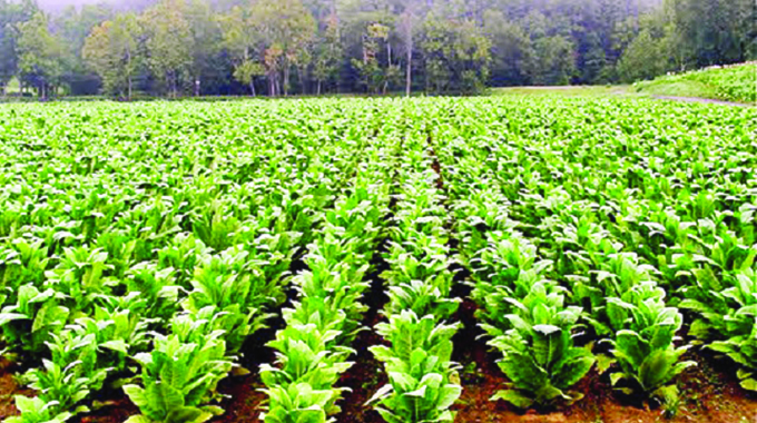 Farmers start sowing tobacco seedbeds