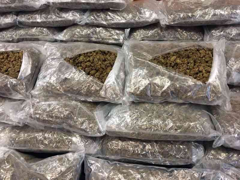 skunk-most-abused-drug-report-zimbabwe-situation