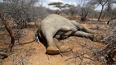 Drought kills exhausted elephants in Zimbabwe