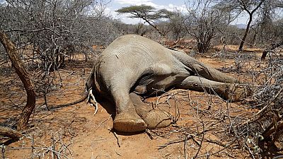 Drought kills exhausted elephants in Zimbabwe Drought kills exhausted elephants in Zimbabwe