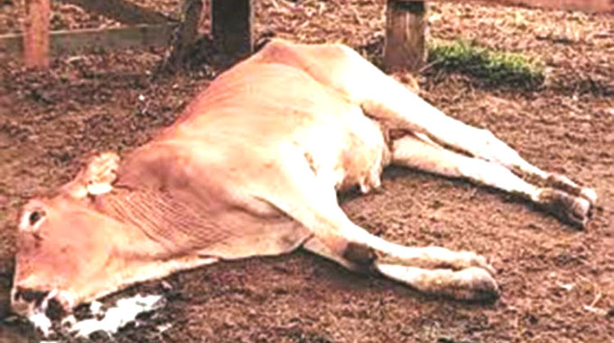 Farmers must be proactive in fight against January disease