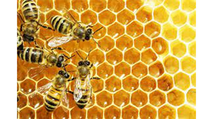 Maincaland bee project to empower 2 000 farmers